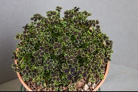 Trifolium purpurascens quadrifolium